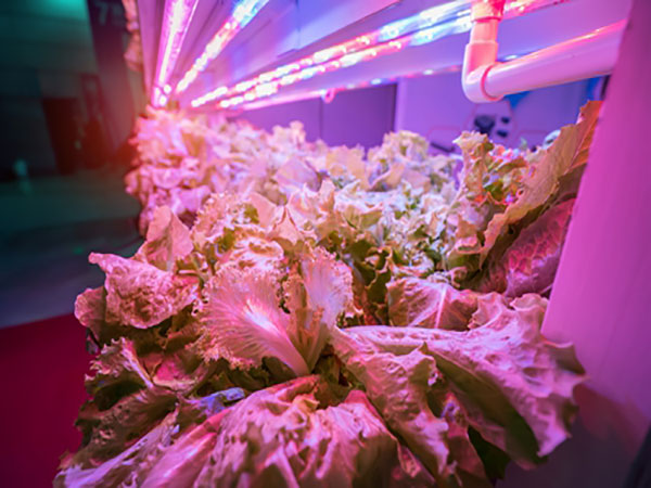 Applications of LED plant growth lights!